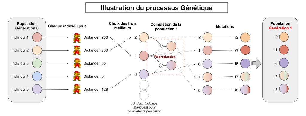 Illustration du processus génétique